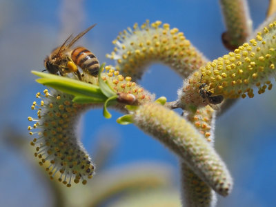 ABEILLES SAUVAGES 1 mai 2022