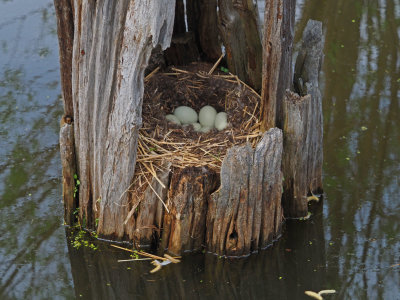 COLVERT (14 Oeufs) 12 MAI 2022