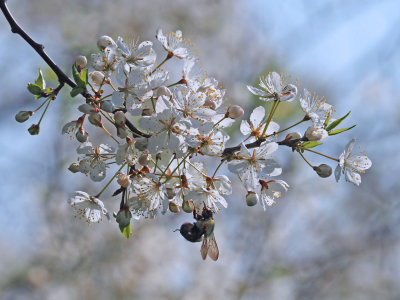 BOURDON dans les Prunus Amricana Negra