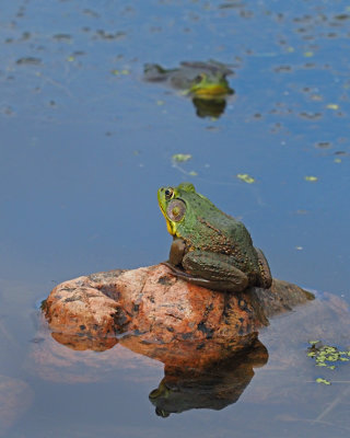 GRENOUILLE VERTE A+B