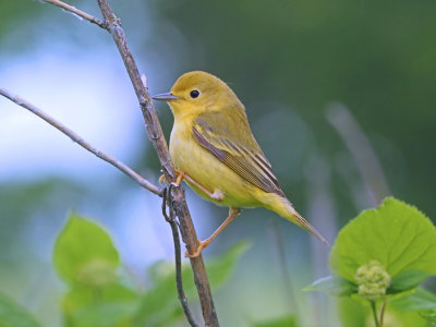 Paruline jaune (F)