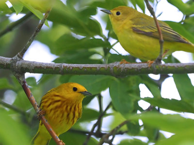 Paruline jaune (F-M)