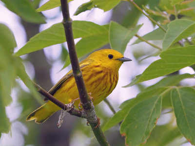 Paruline jaune (M)