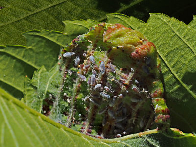 Pucerons lanigres de l'orme / Leaf curl aphids / Eriosoma americanum (Wooly elm aphid)