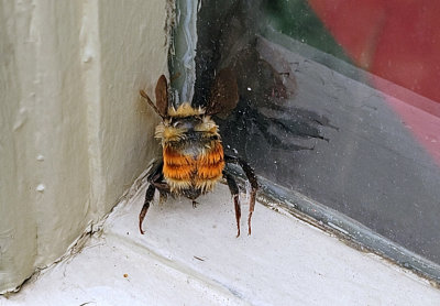 BOURDON TRICOLORE / Bombus ternarius / orange-belted bumblebee
