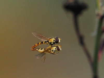 SYRPHE Accouplement en vol