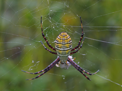 ARGIOPE TRIFASCIATA