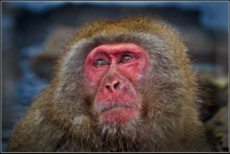 Snow Monkey