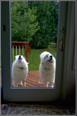 Let Us In!