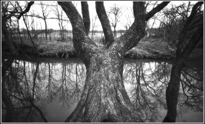 Tree on the River