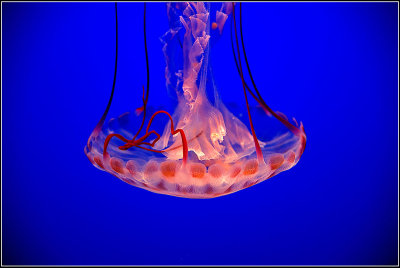 Jellyfish IV