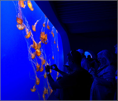 Photographing the Jellyfish