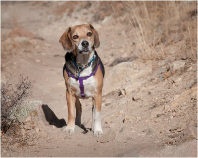 Max, the Beagle