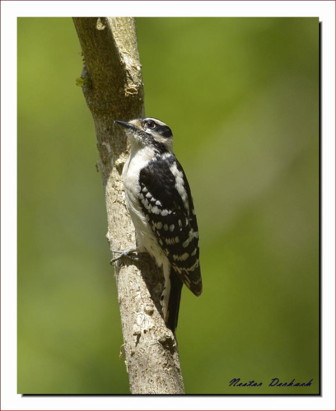 DOWNY WOODPECKER