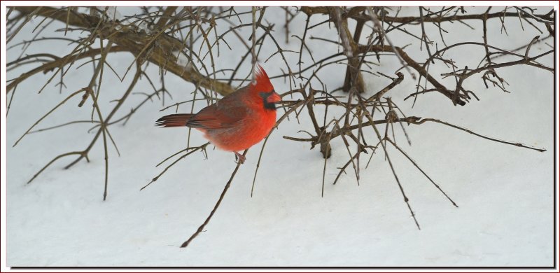 Male Cardinal  