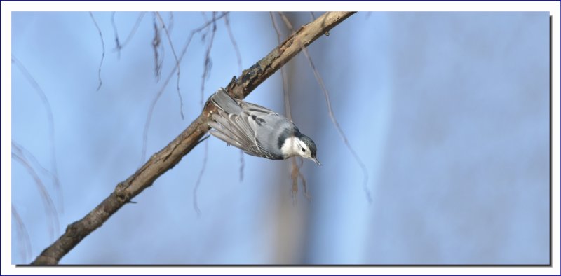  White Breasted Nuthatch   