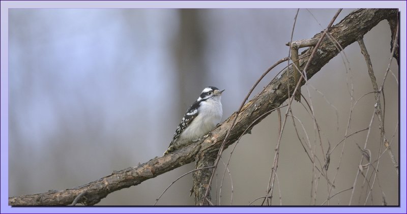 DOWNY WOODPECKER   FEMALE