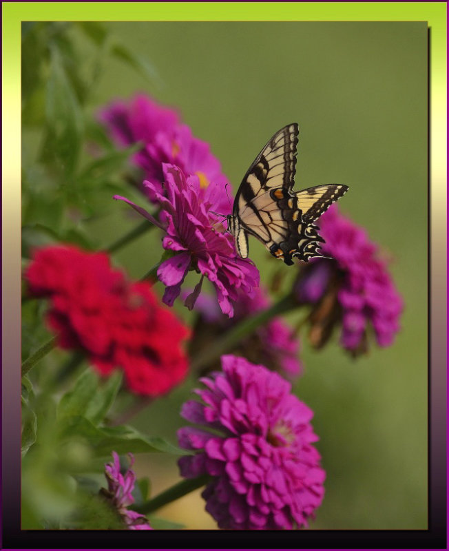 TIGER SWALLOWTAIL 