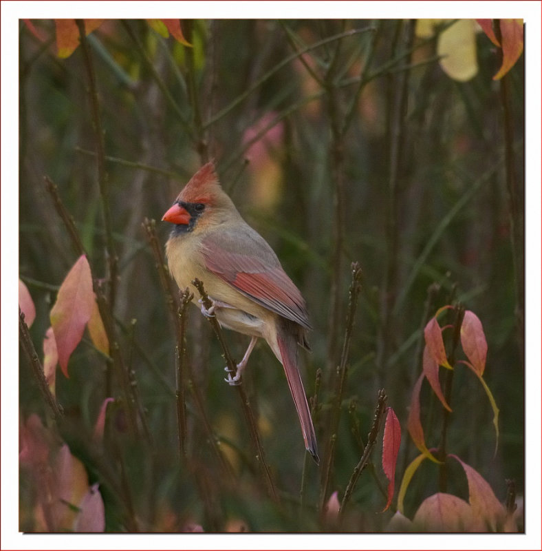 FEMALE CARDINAL