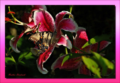 Tiger  Swallowtail on Lily