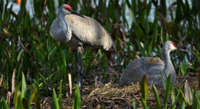 Sandhill Cranes and chick snuggled and content.