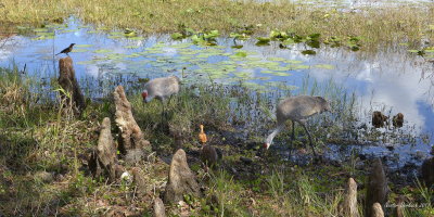 Sandhill Crane with young chick