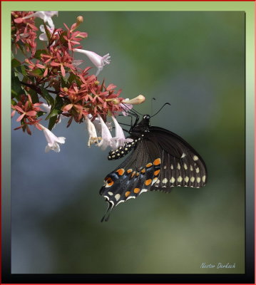 Spicebush Swallowtail on Abelia Grandiflora 