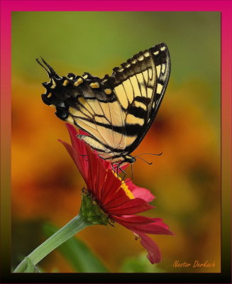 Tiger Swallowtail on Zinnia 