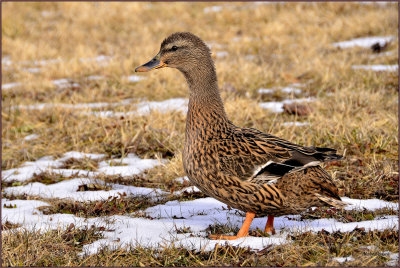 Female Mallard