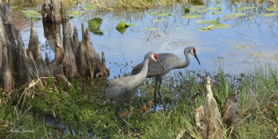 Sand Hill Cranes  with there chicks