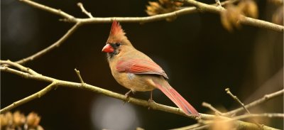 Female Cardinal 