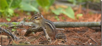 Alvin the Chipmunk