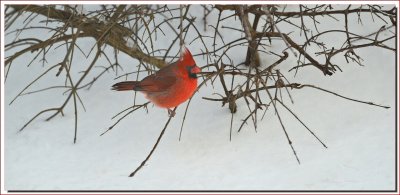Male Cardinal  