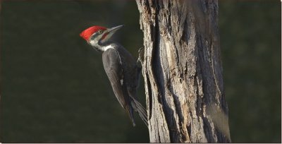 PILEATED WOODPECKER  MALE