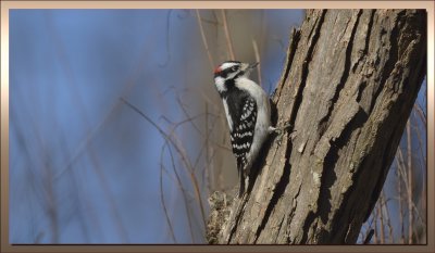 DOWNY WOODPECKER / MALE