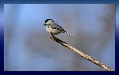 BLACK CAPPED CHICKADEE