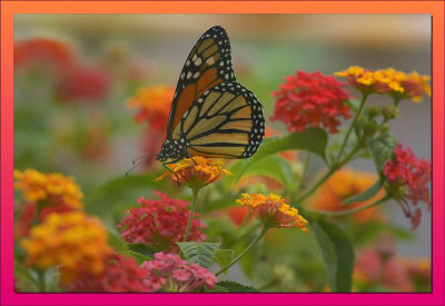  Monarch on Lantana  