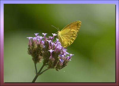  Cloudless Sulphur  /  Phoebis  Sennae 