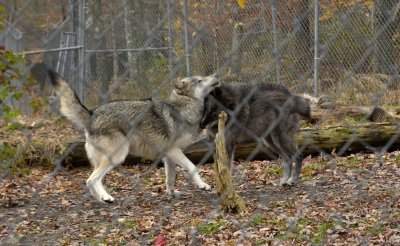 NORTH WESTERN  WOLF & GRAY PLAYING