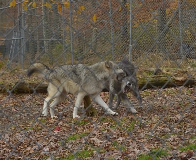 NORTH WESTERN WOLF & GRAY PLAYING 