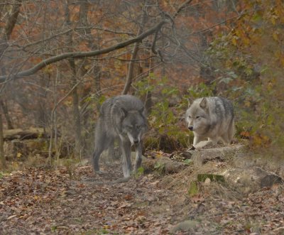 NORTH WESTERN WOLF & GRAY TRAVELING  
