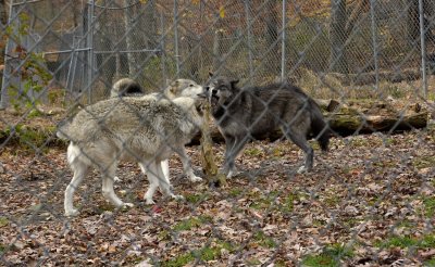 NORTH WESTERN WOLVES AND GRAY PLAYING