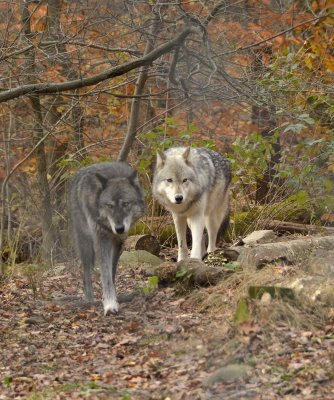 NORTH WESTERN WOLF & GRAY TRAVELING  