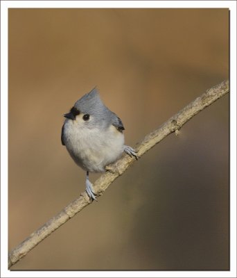 TUFTED TITMOUSE 