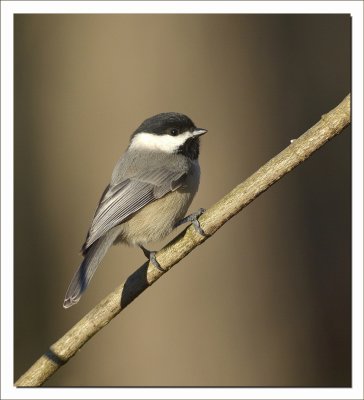 BLACK CAPPED CHICKADEE