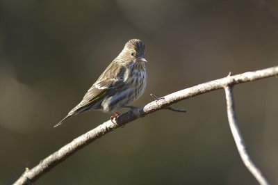 PINE SISKIN