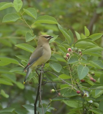CEDAR WAXWING