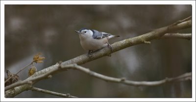  WHITE BREASTED NUTHATCH   