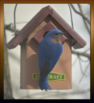 Bluebird Male Investigating