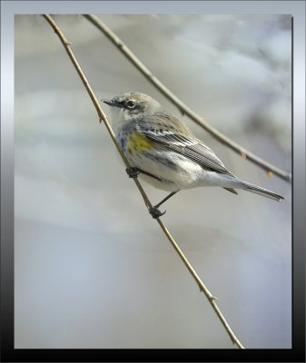 YELLOW RUMPED WARBLER 